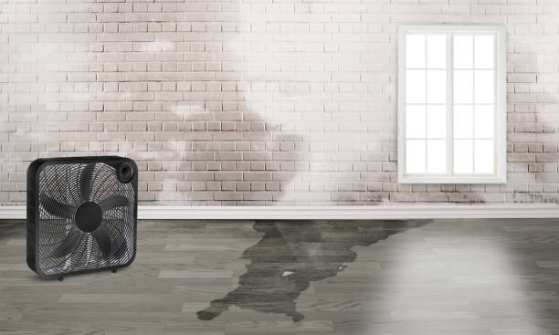 Best Basement water damage restoration  in Ripon, WI